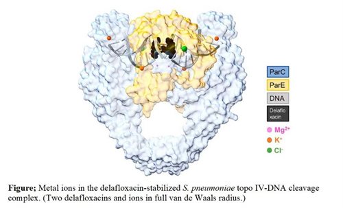 DNA topoisomerases