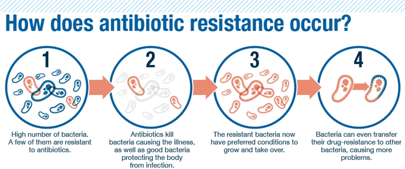 A chart showing how antibiotic resistance occurs.