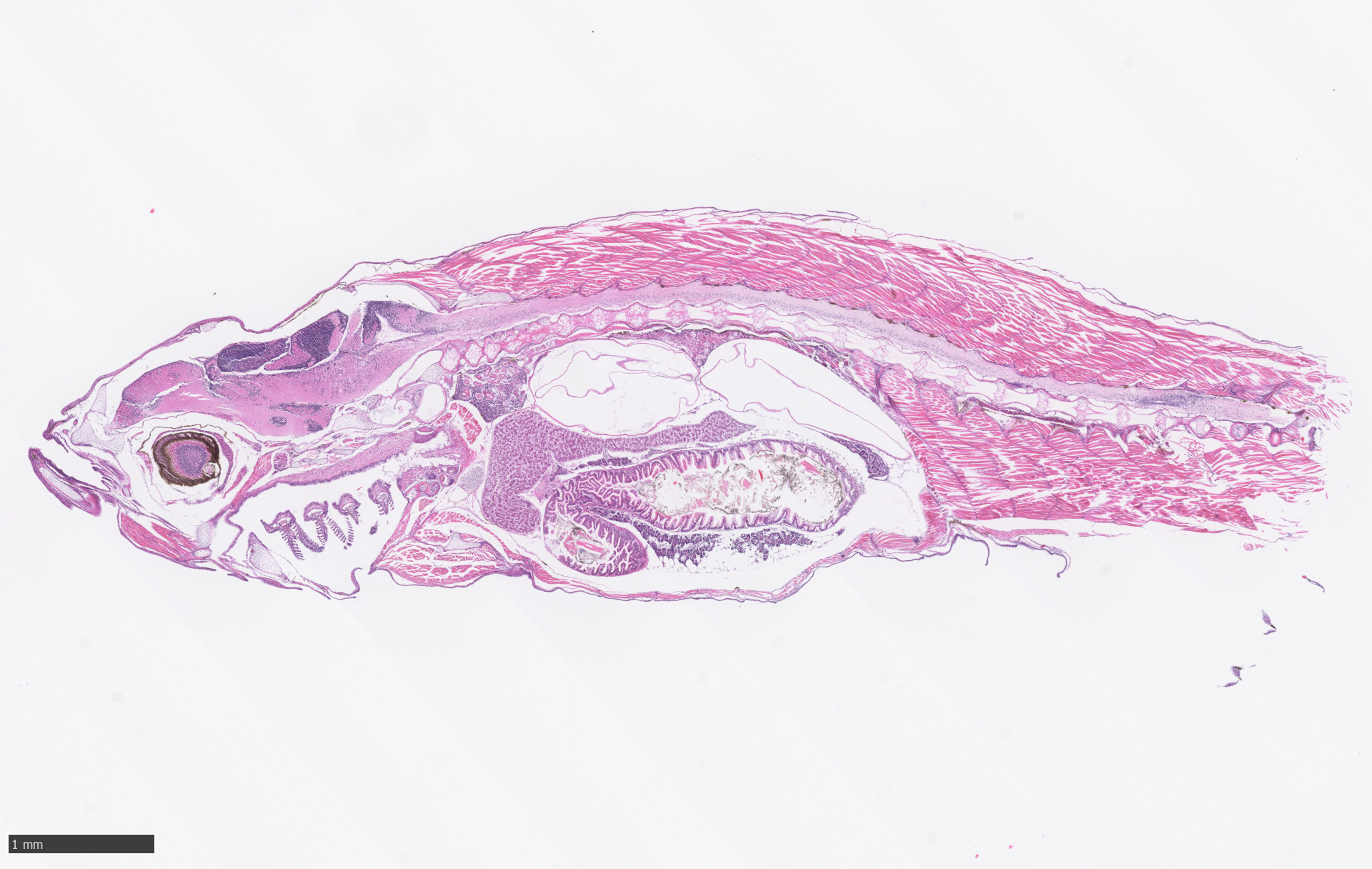 Zebra fish H&E stains 48bit